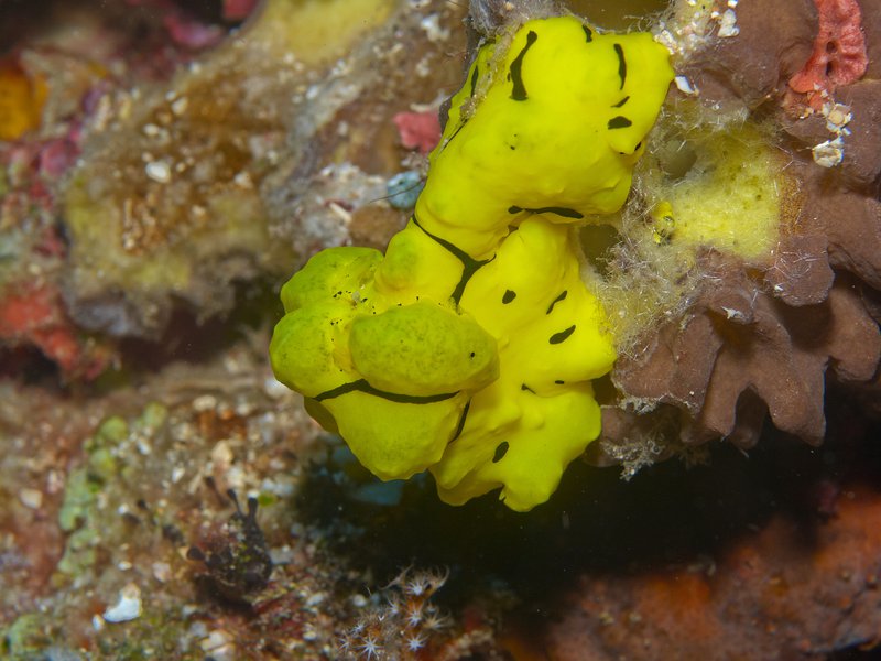 Nudibranch, Deep Turbo